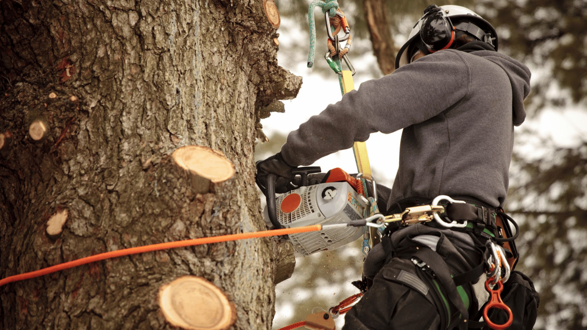 Cutting trees