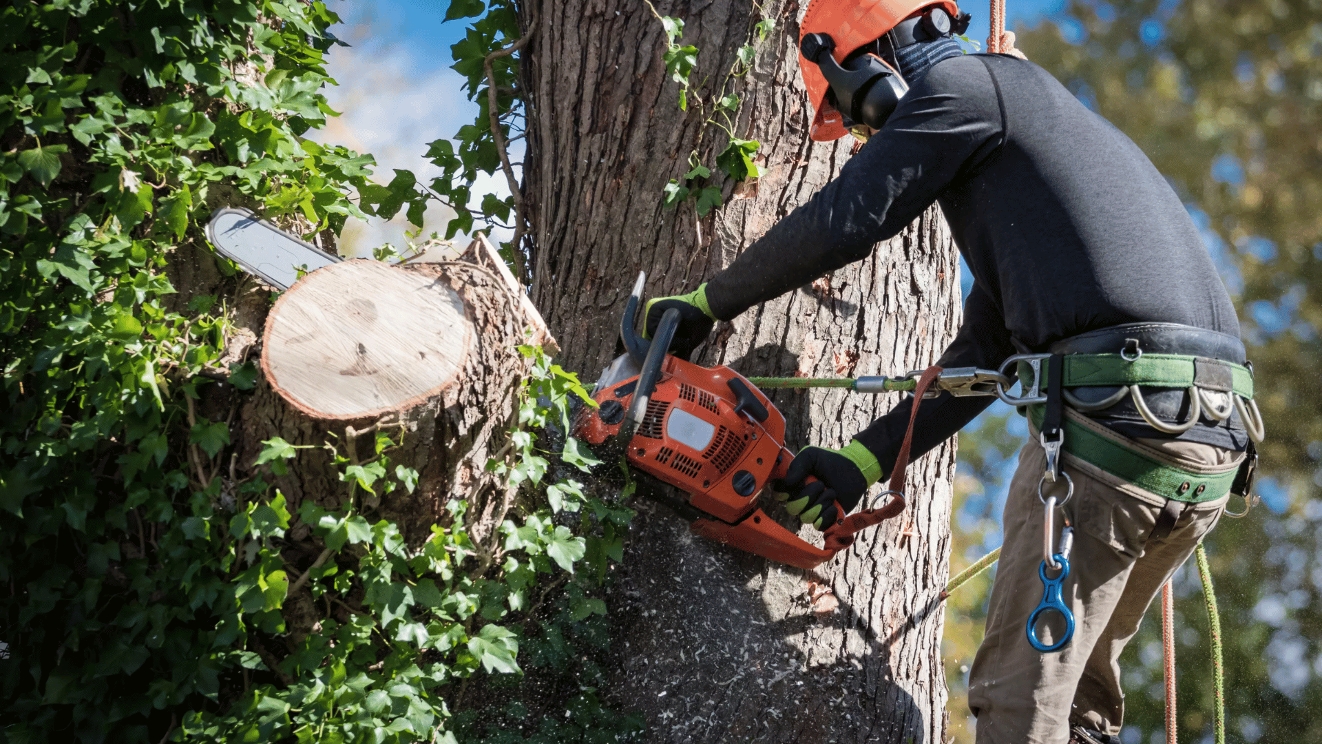 Tree Services