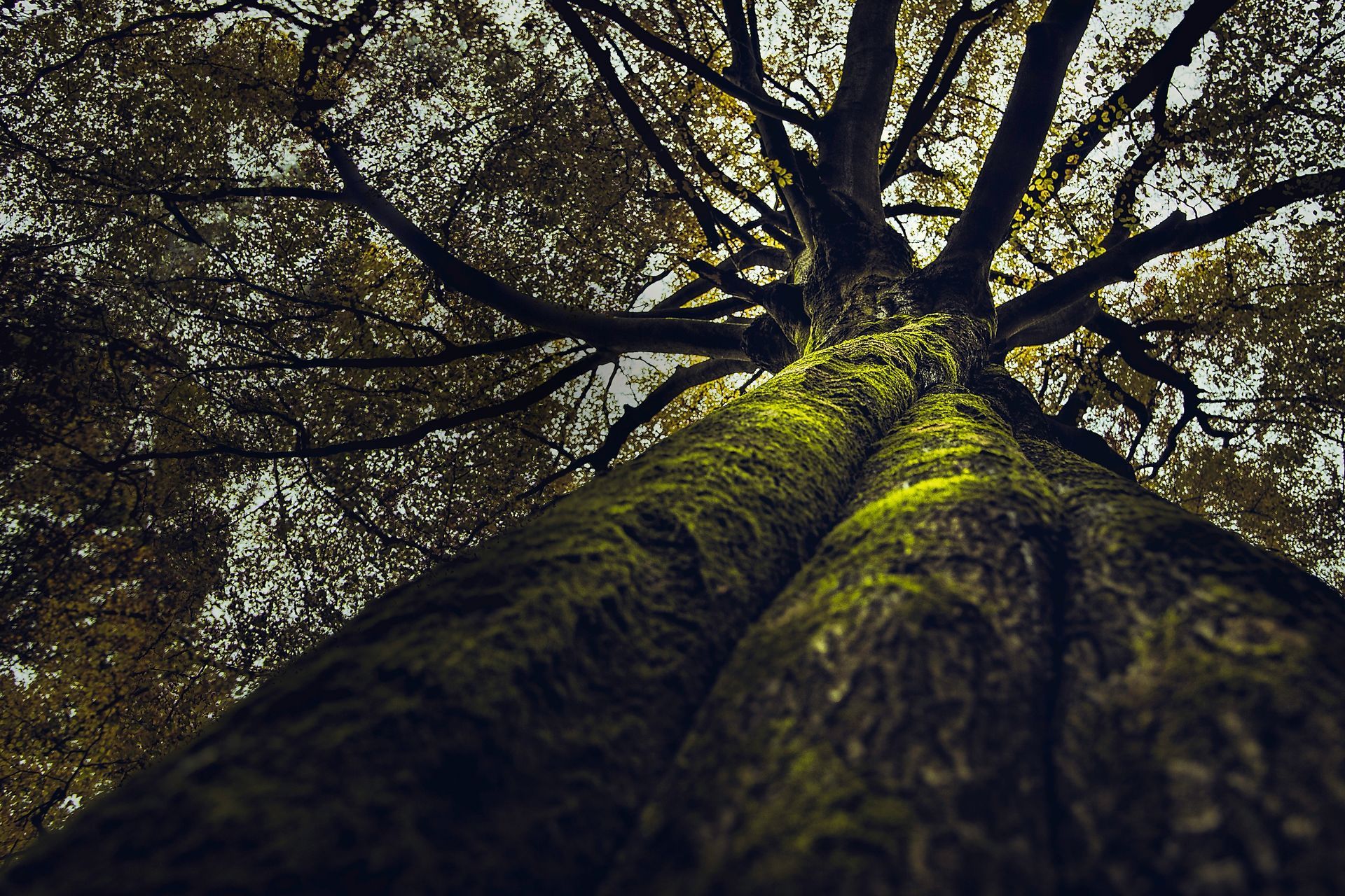 beautiful upshot tall thick old tree growing forest