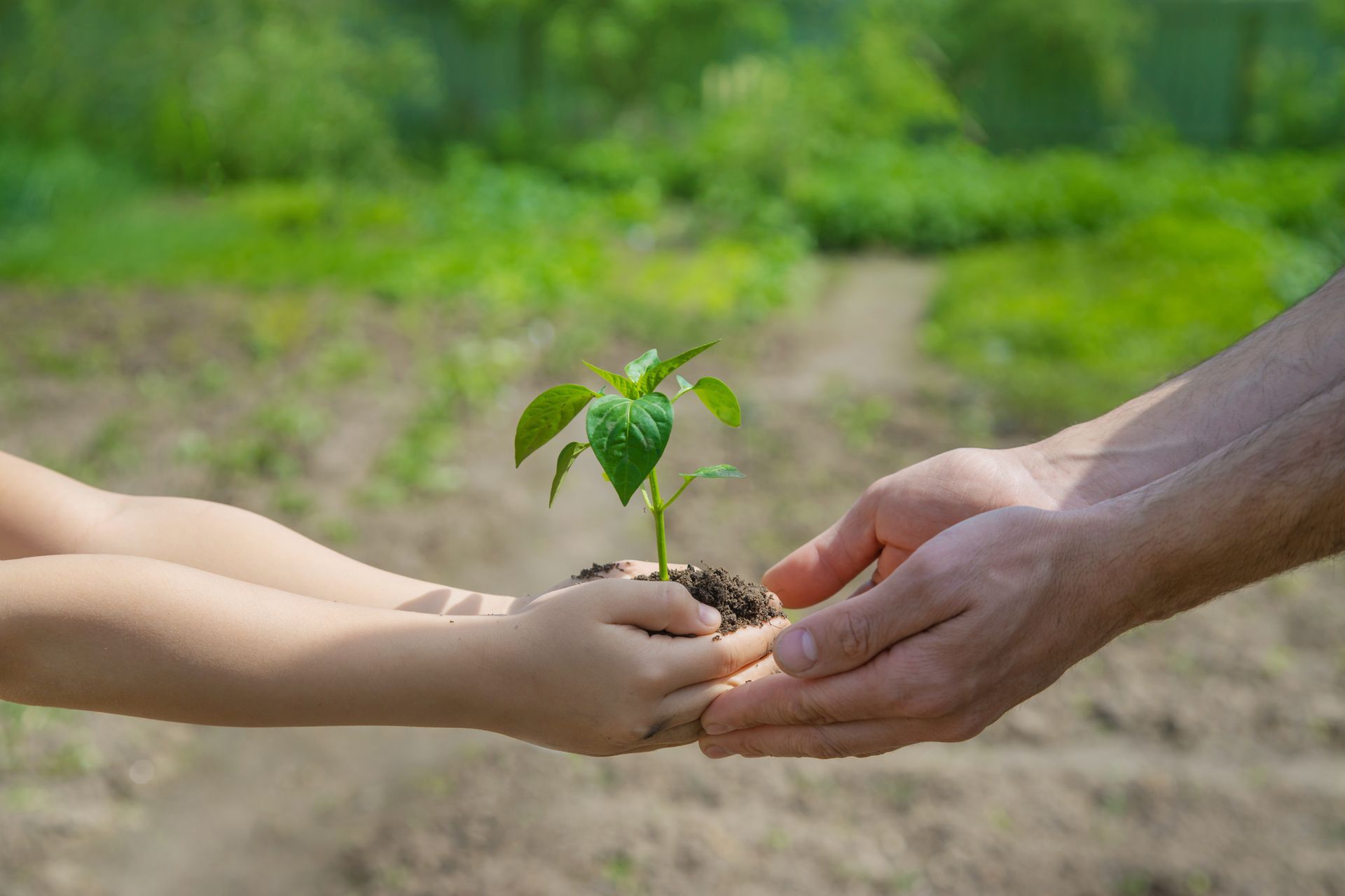 child with his father plant nursery garden