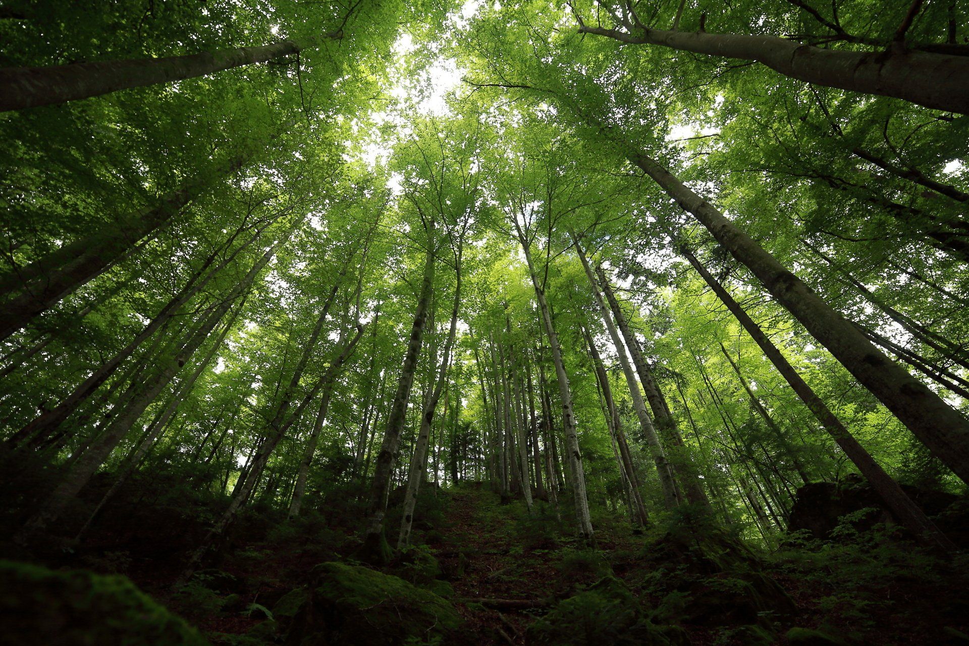 Tropical Forest