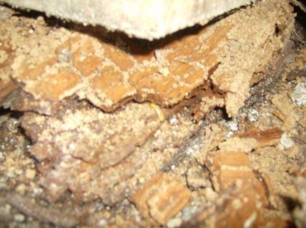Leftover Debris in Crawlspace — Bremerton, WA — A Better Crawl, Inc.