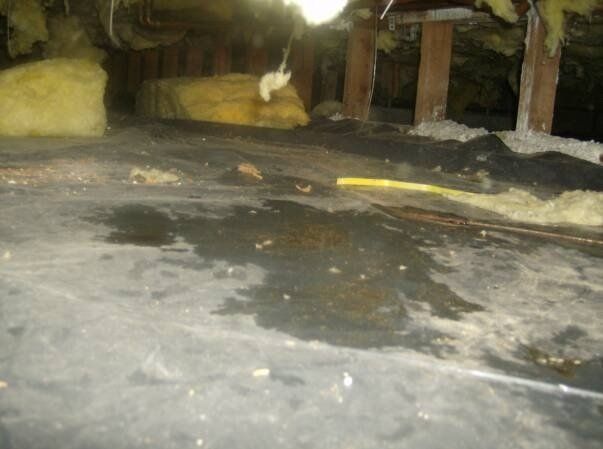 Standing Water — Bremerton, WA — A Better Crawl, Inc.