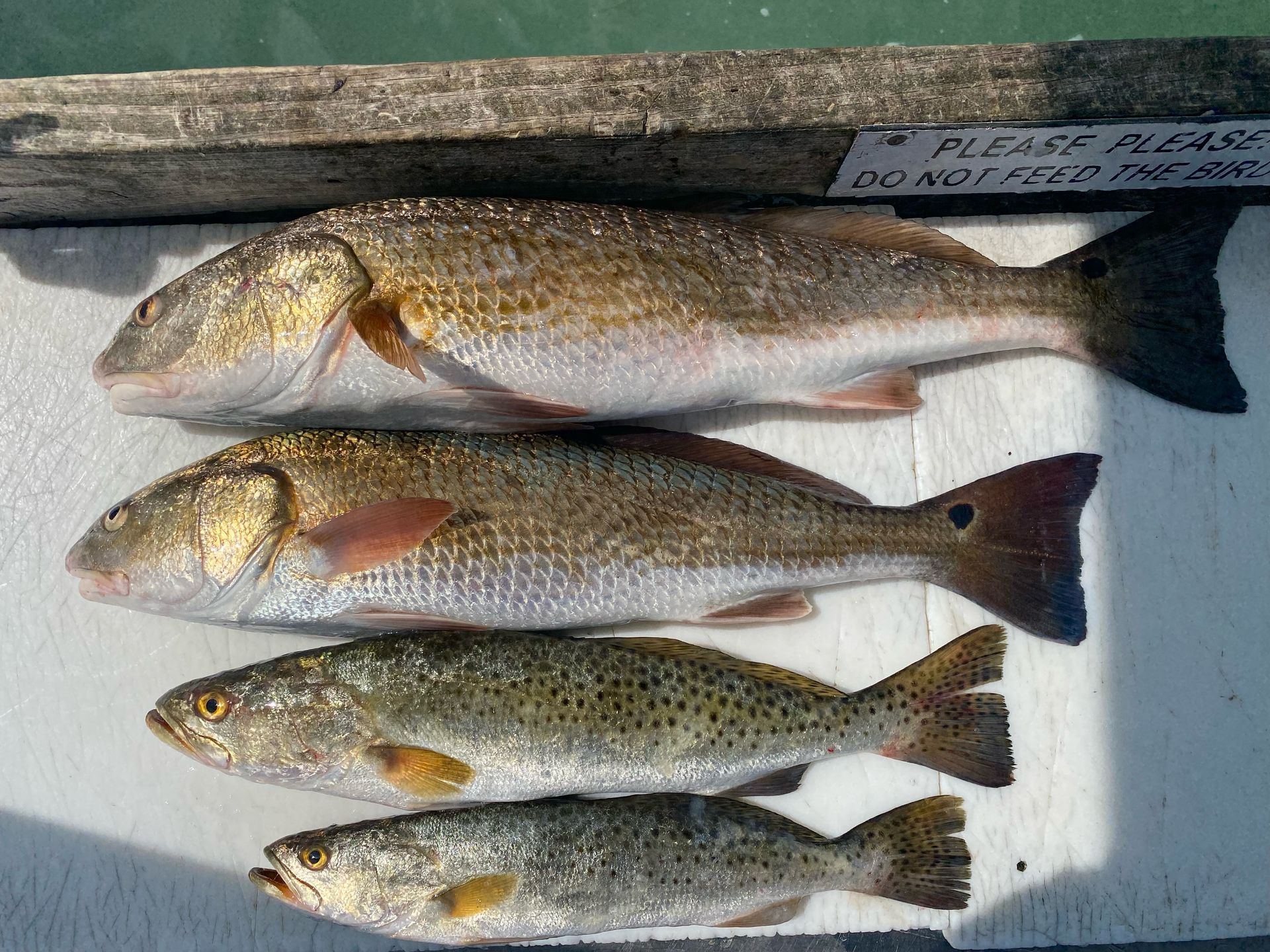 Four fish laid out: two redfish and two speckled trout on a white surface.