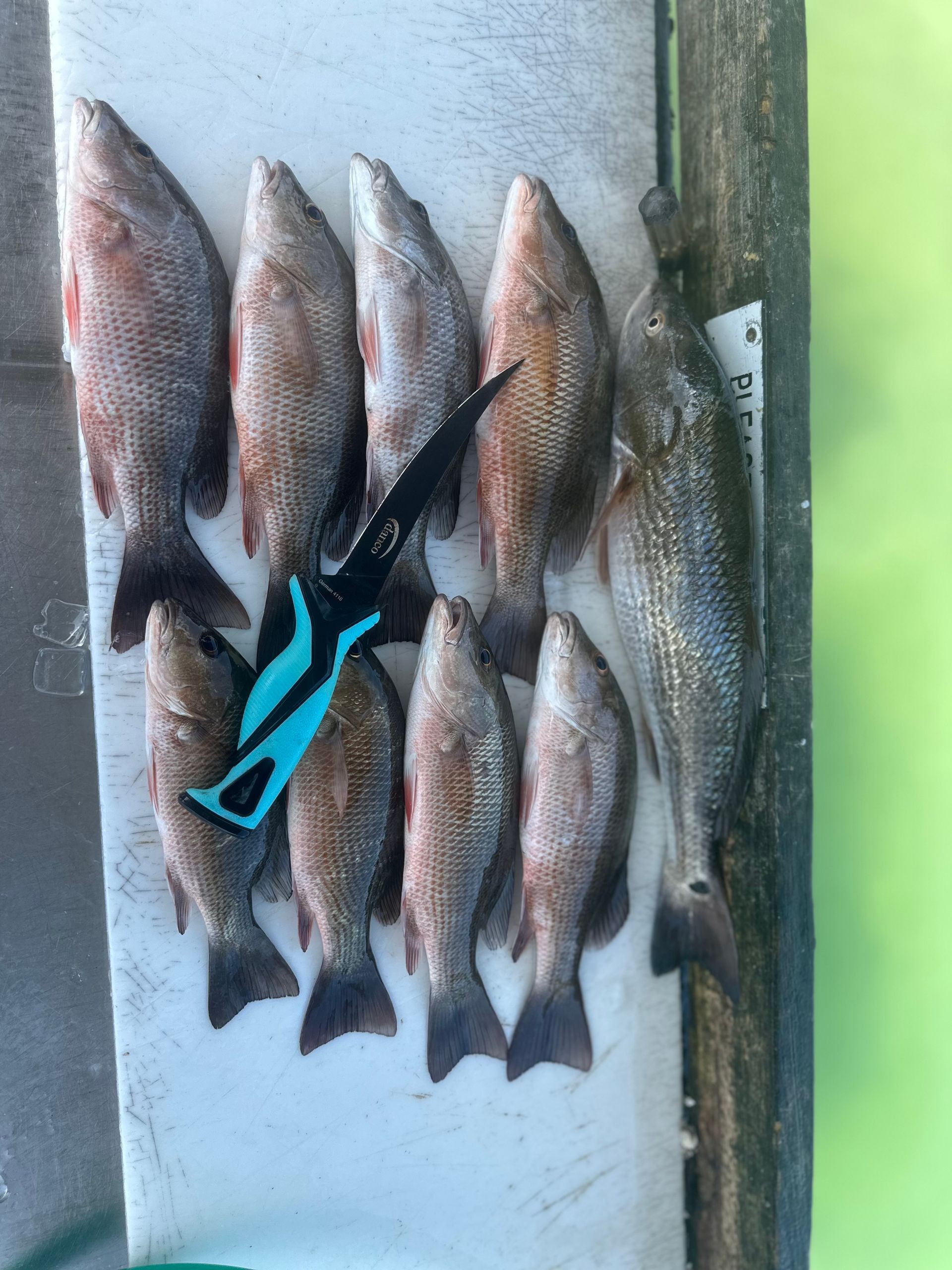 Freshly caught fish laid out on a white surface, with fishing shears.