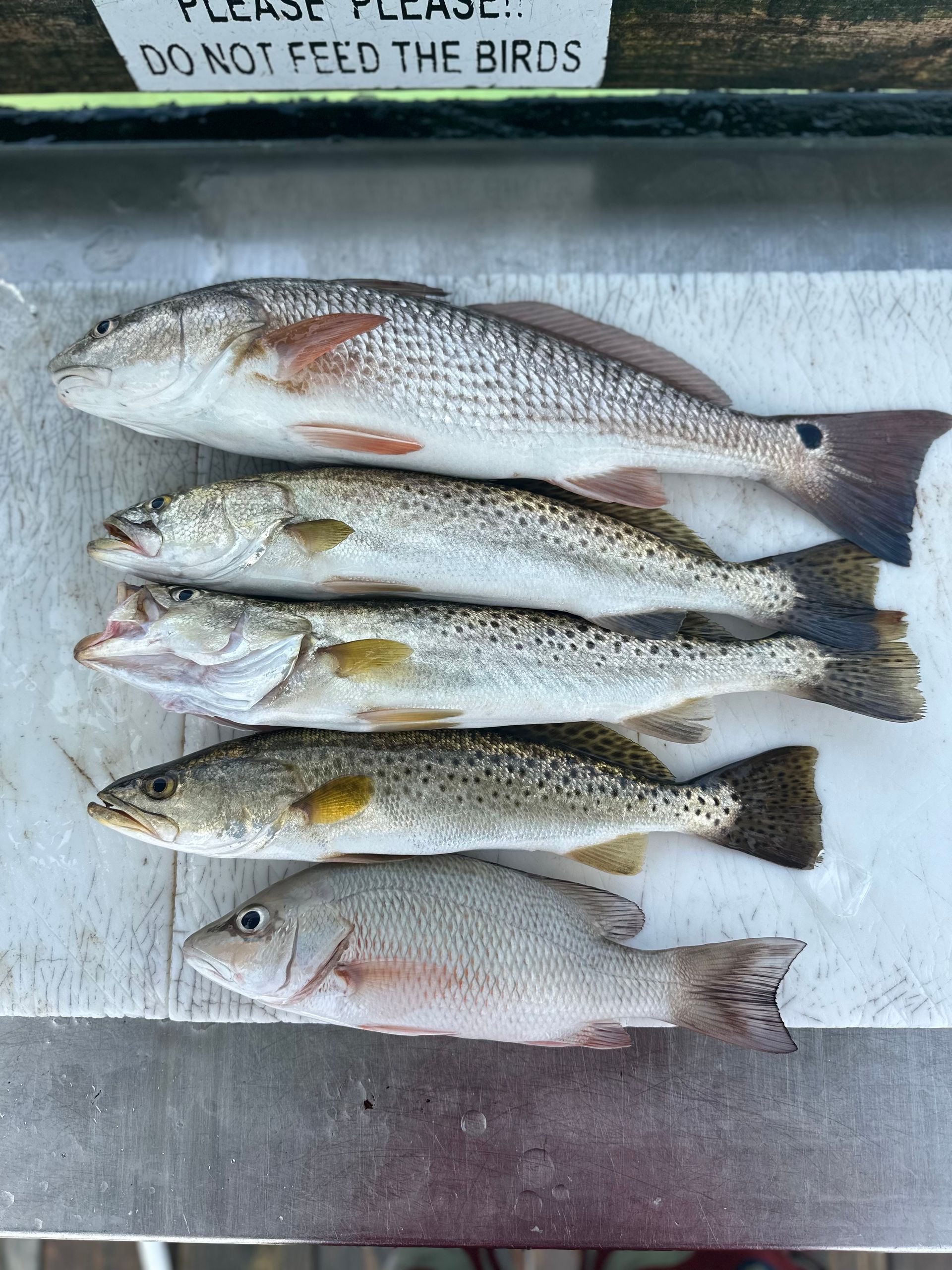 Five freshly caught fish laid out, including a redfish and speckled trout.