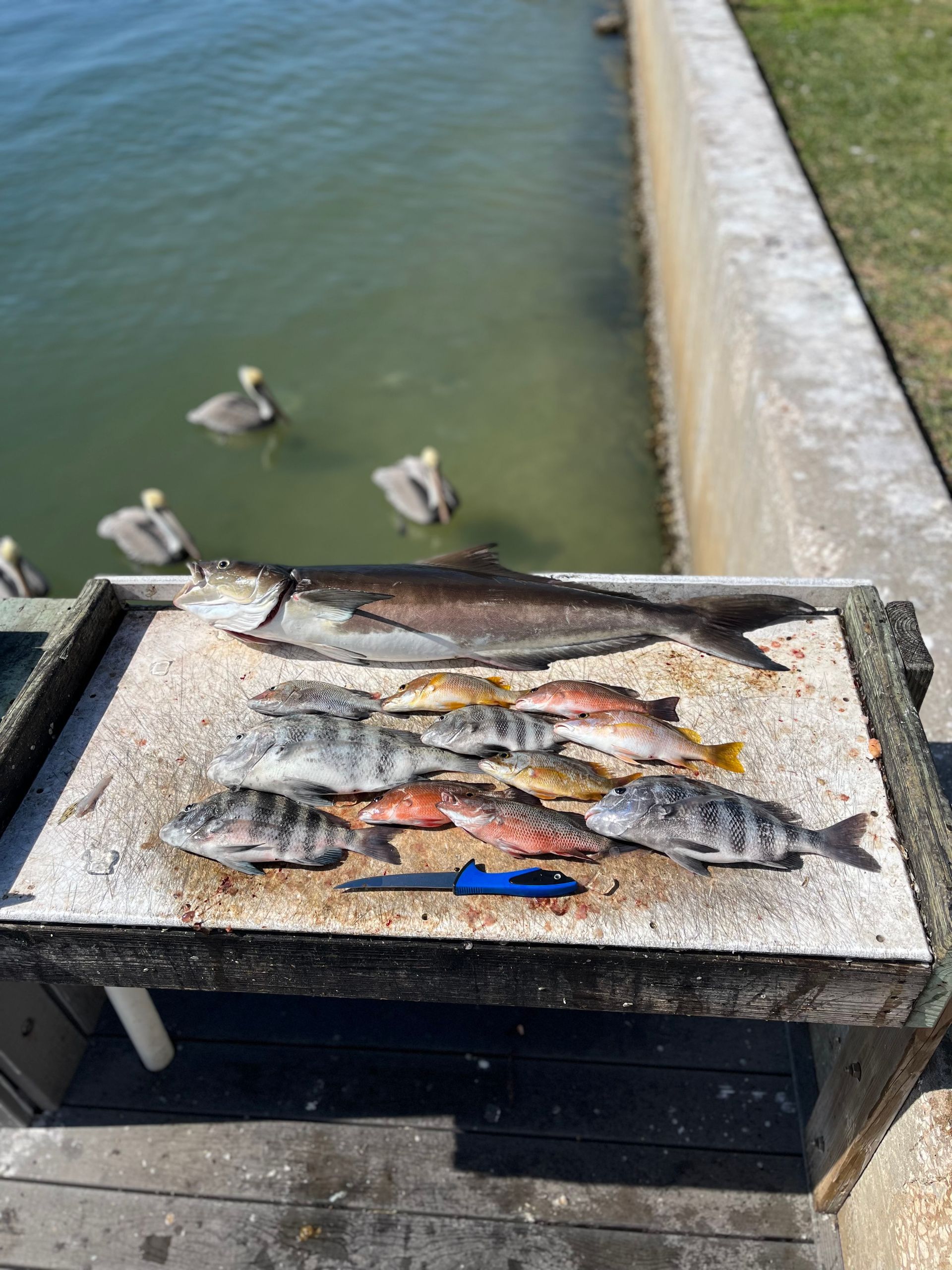Freshly caught fish laid out on a concrete table near water with pelicans in the background.