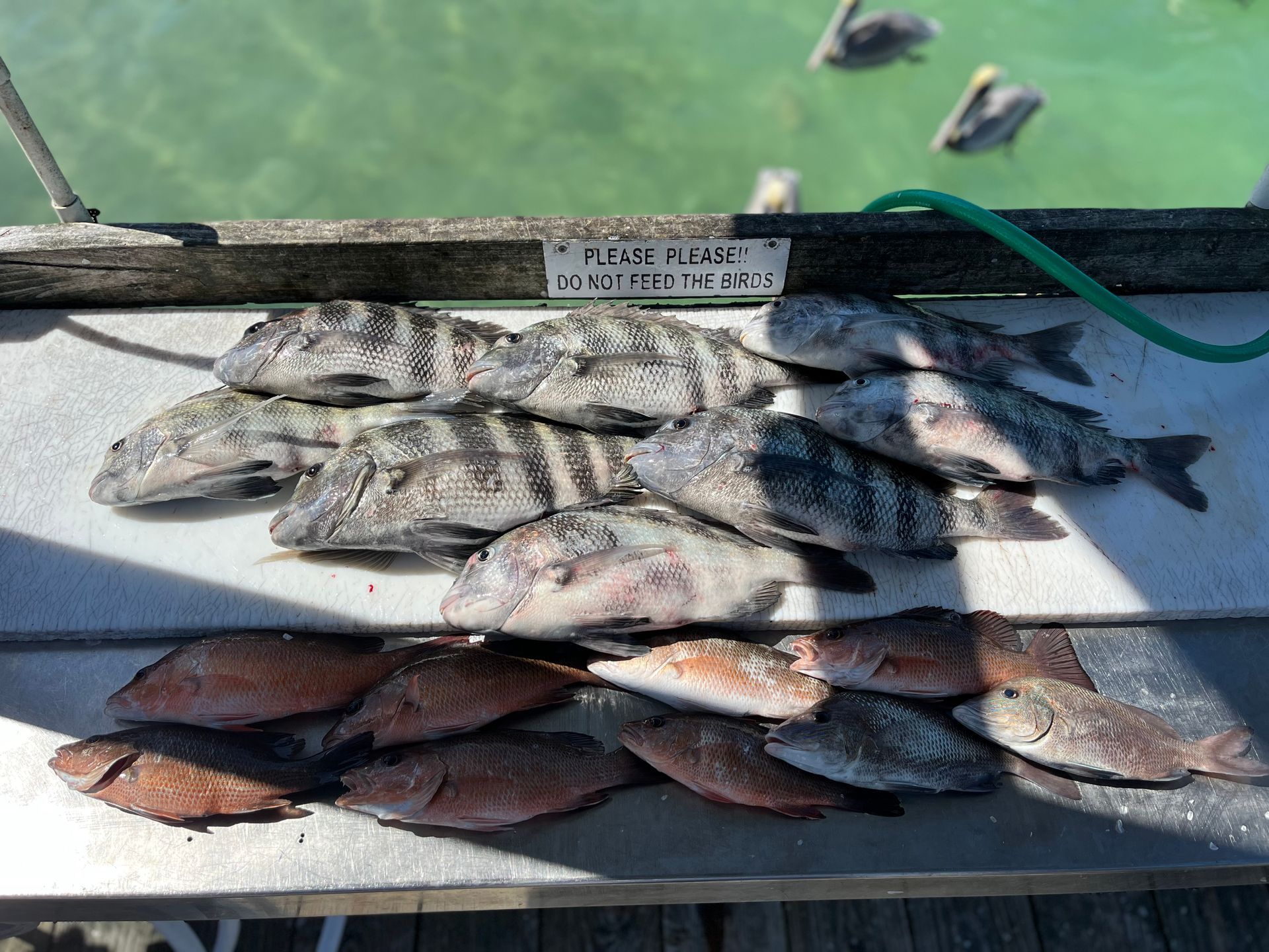 Freshly caught fish laid out on a table at a pier, including striped sheepshead and red snapper.