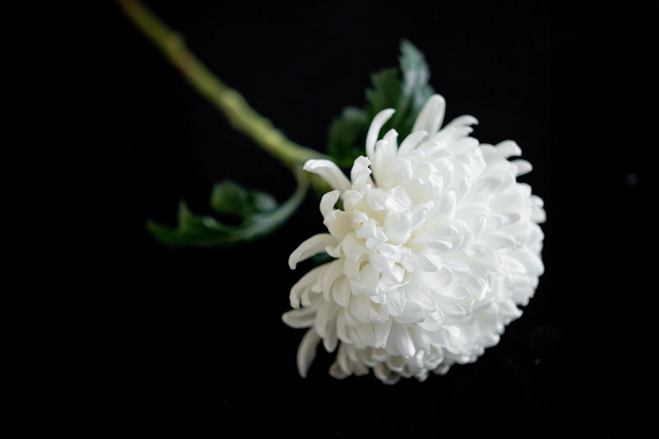 cremation services Chaska, MN