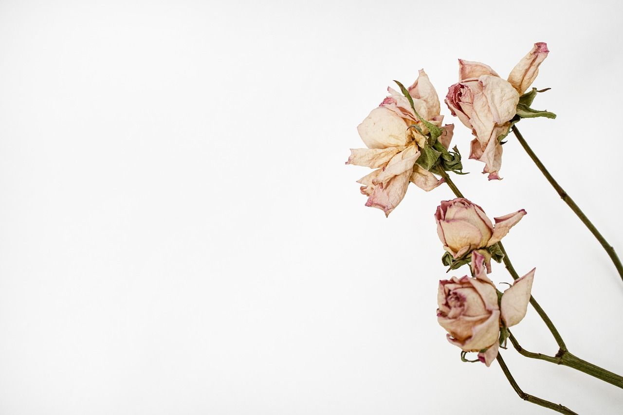 Dried roses herbarium flower arrangement showcasing preserved blooms