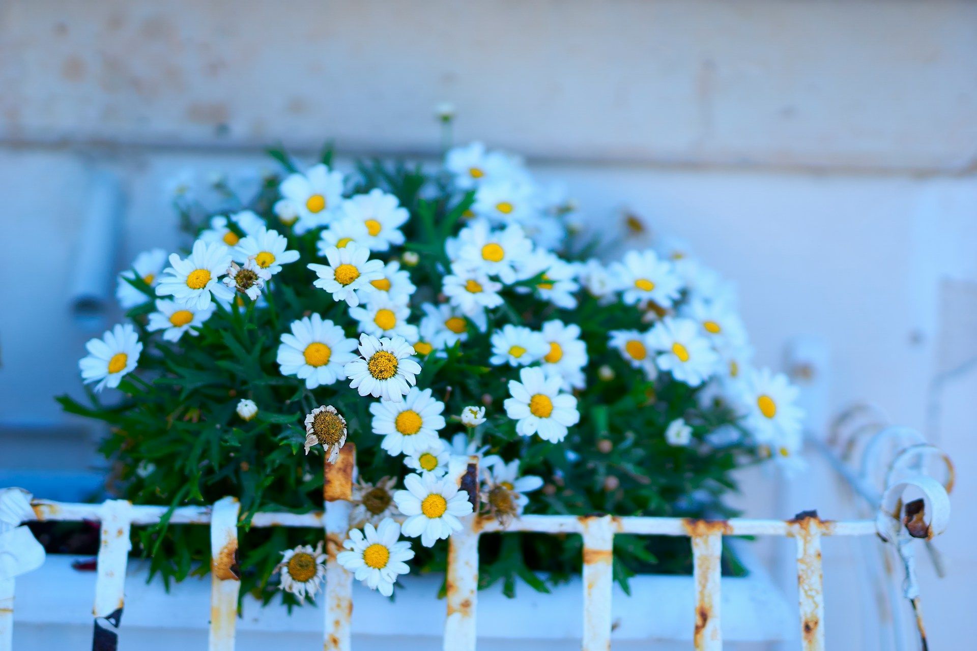 Charming white daisies in a window box adding freshness and cheer to a peaceful home view.