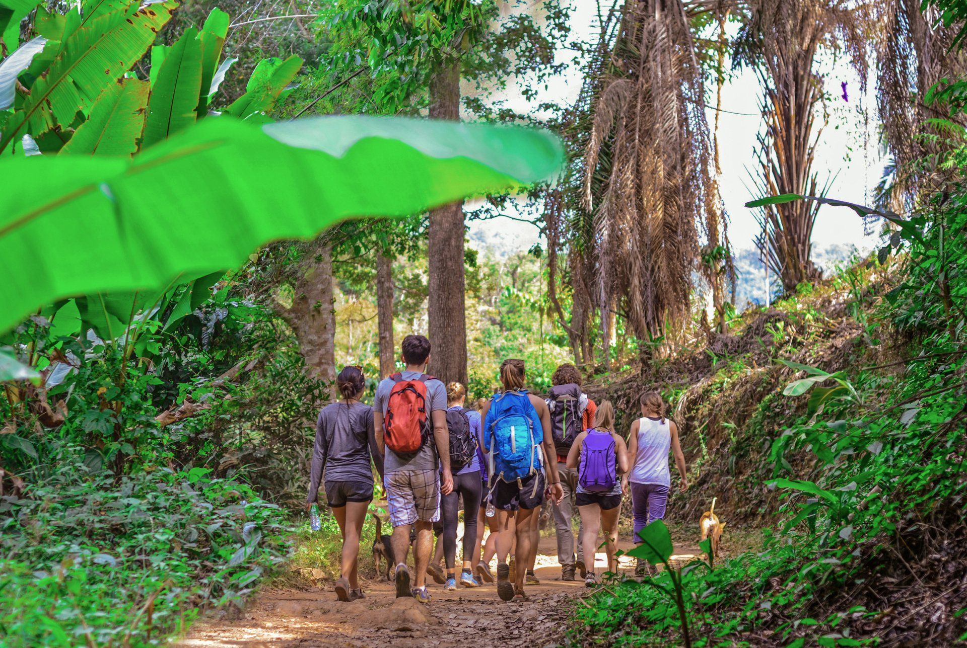 Book your jungletrek with our reception
