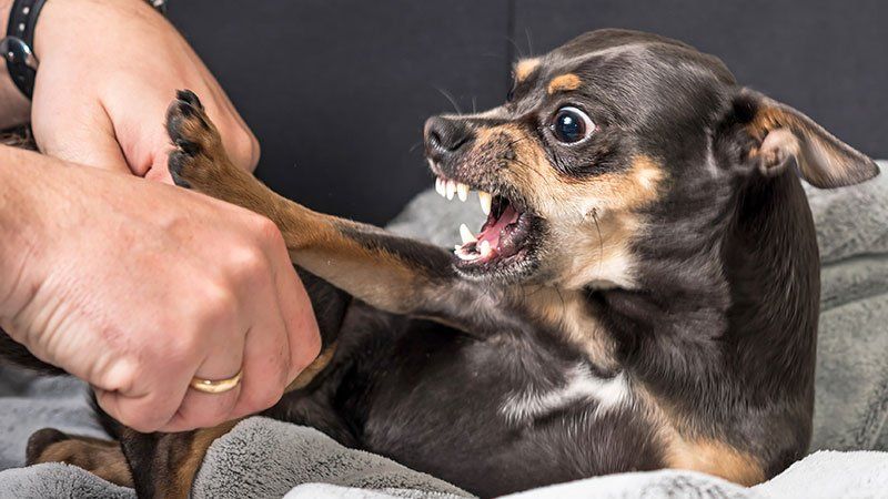 Dog Bites