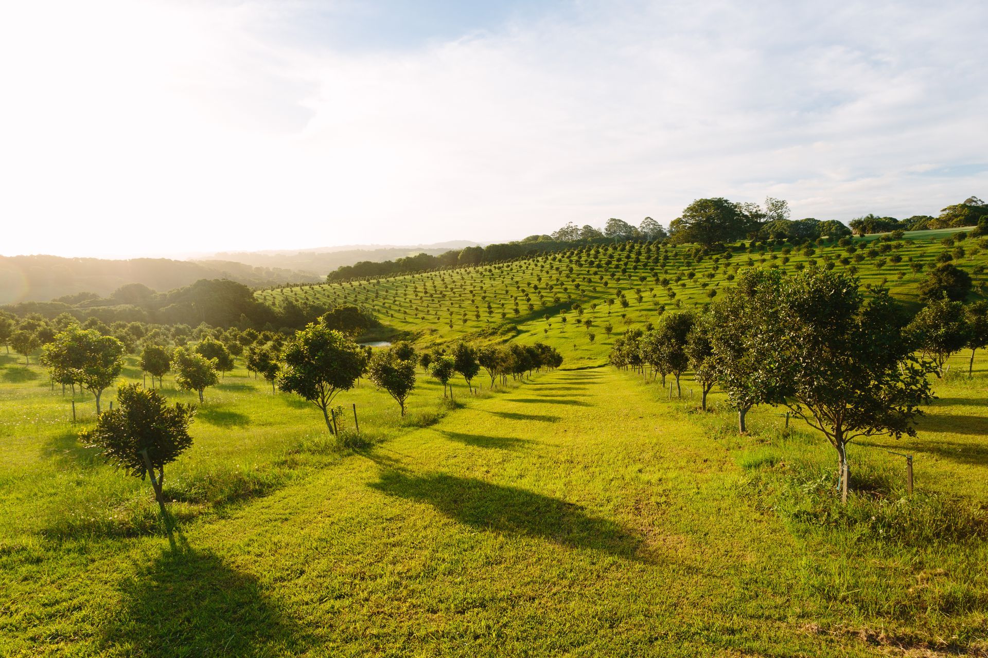 Green Orchard with Trees in Rows on A Sunny Hillside — Bigfoot Earthmoving In Bangalow, NSW