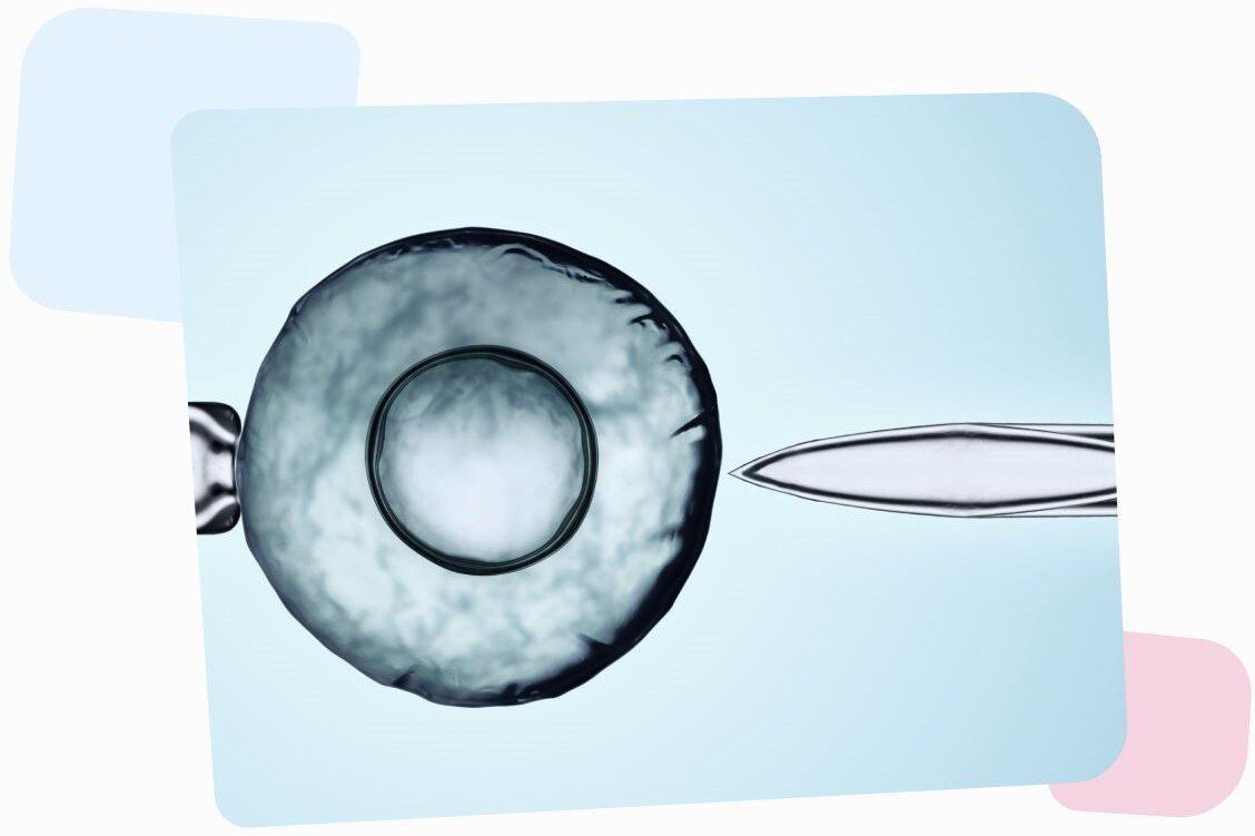 Embryo-Garantie