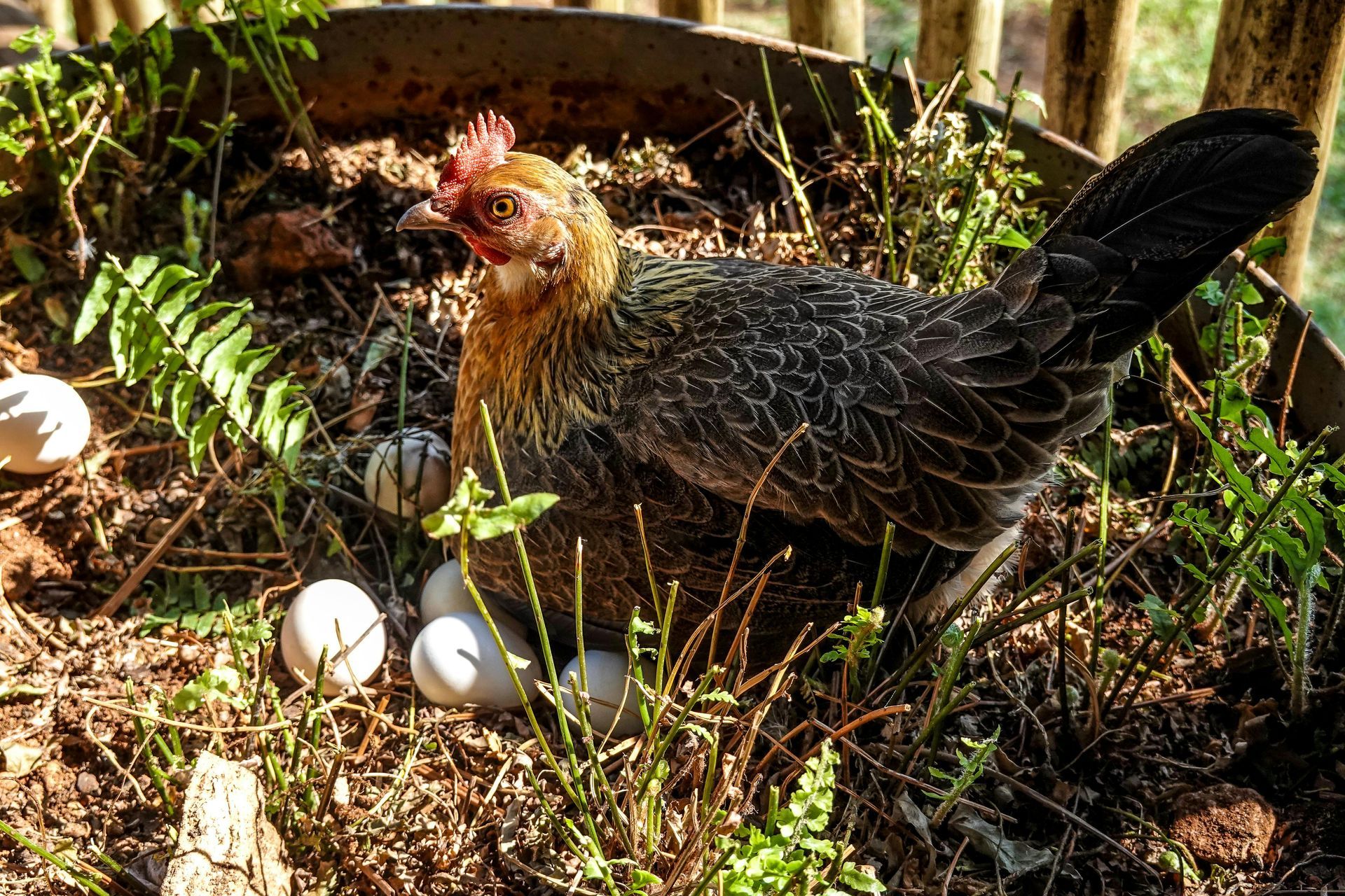 Hen sitting on eggs in a nest of dirt and plants.