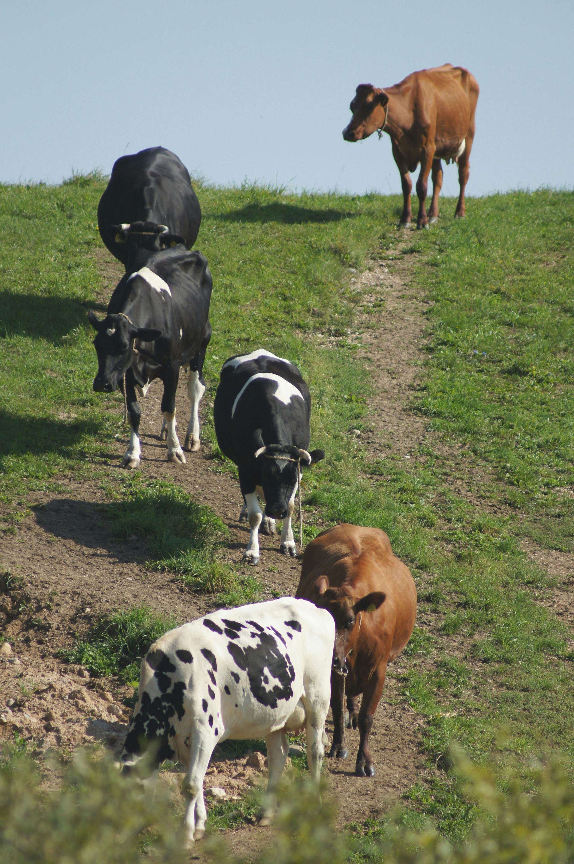 Cows on a grassy hill, some black and white, others brown, grazing and looking around.