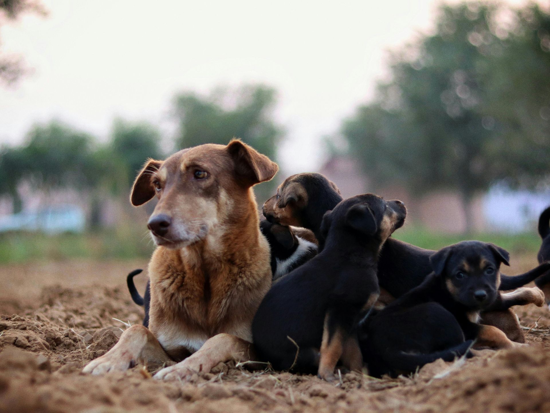 Dog with brown fur and puppies huddle together on dirt, field in background.