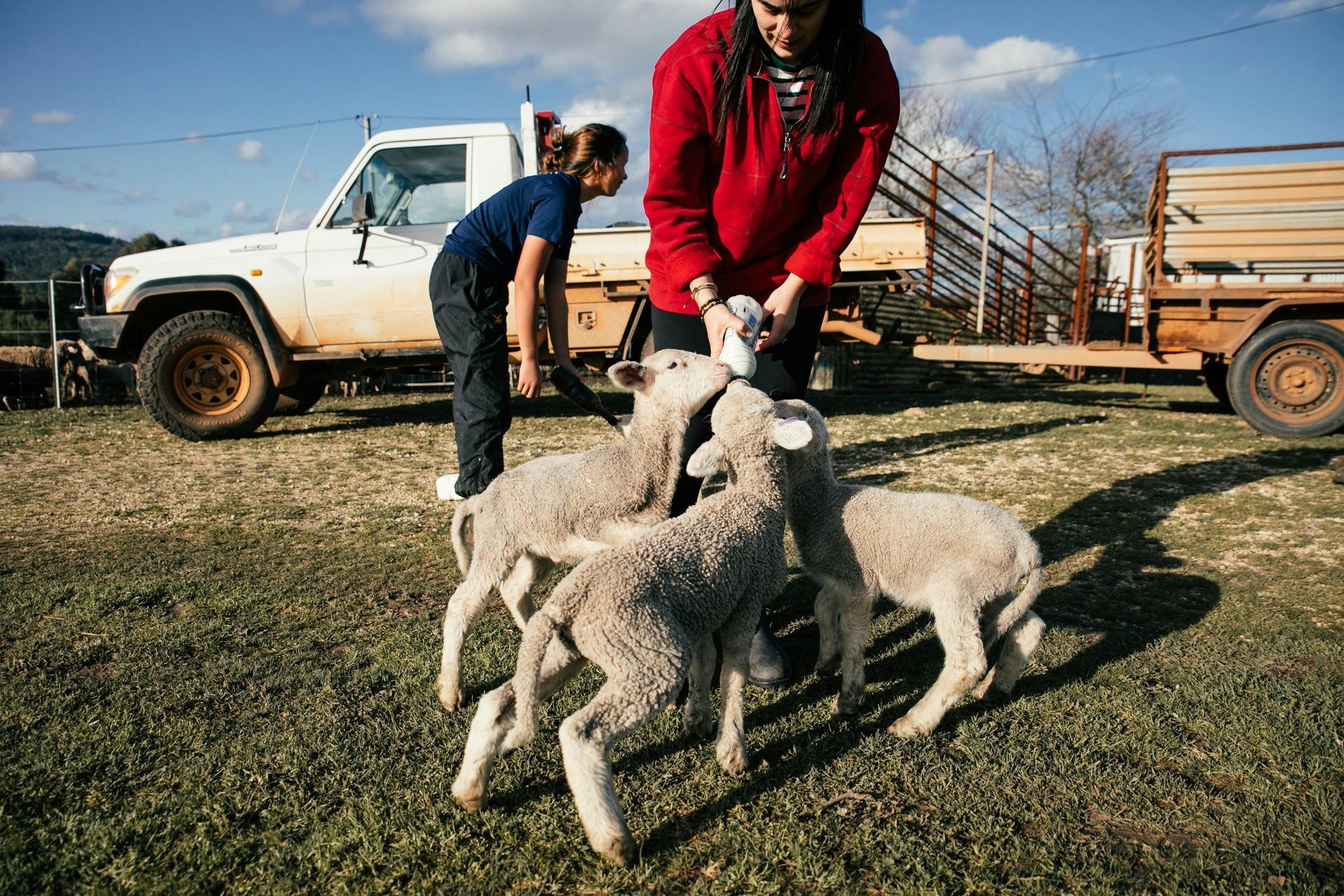 People bottle-feeding lambs on a farm. A truck and trailer are visible in the background.