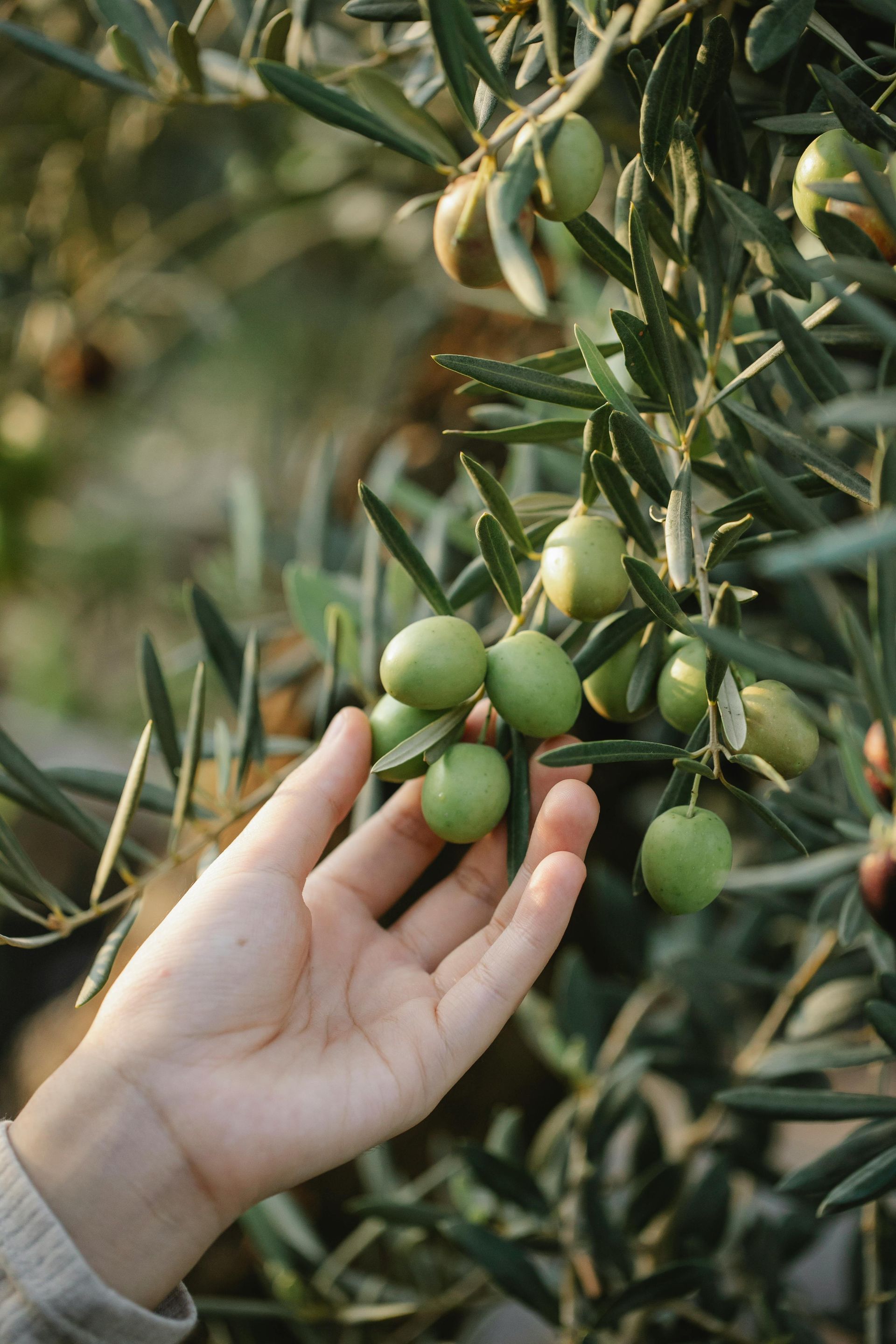 Hand reaching towards green olives on a tree branch.