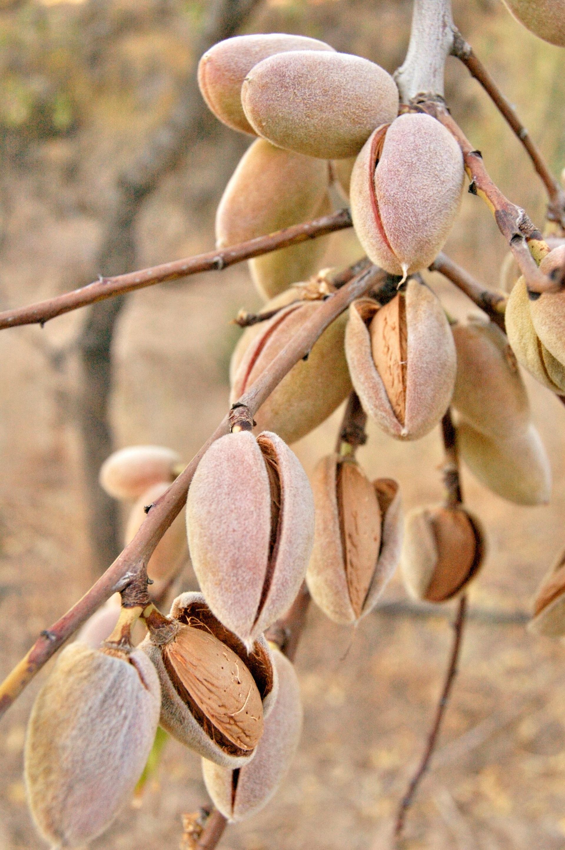 Almond tree branch with several tan almond shells, some split open to reveal the nut inside.