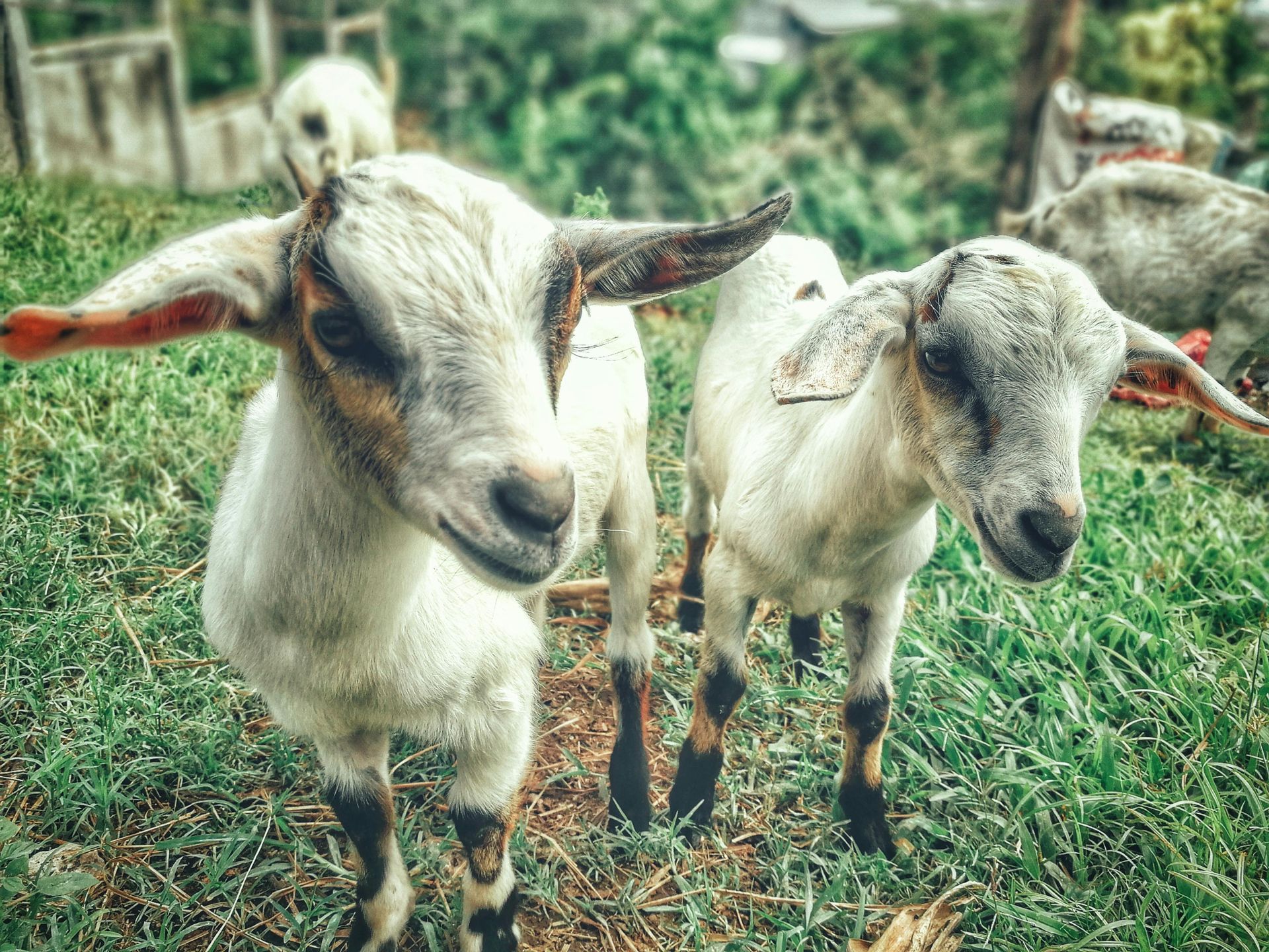 Two white goats with brown markings stand in a grassy field, looking towards the camera.