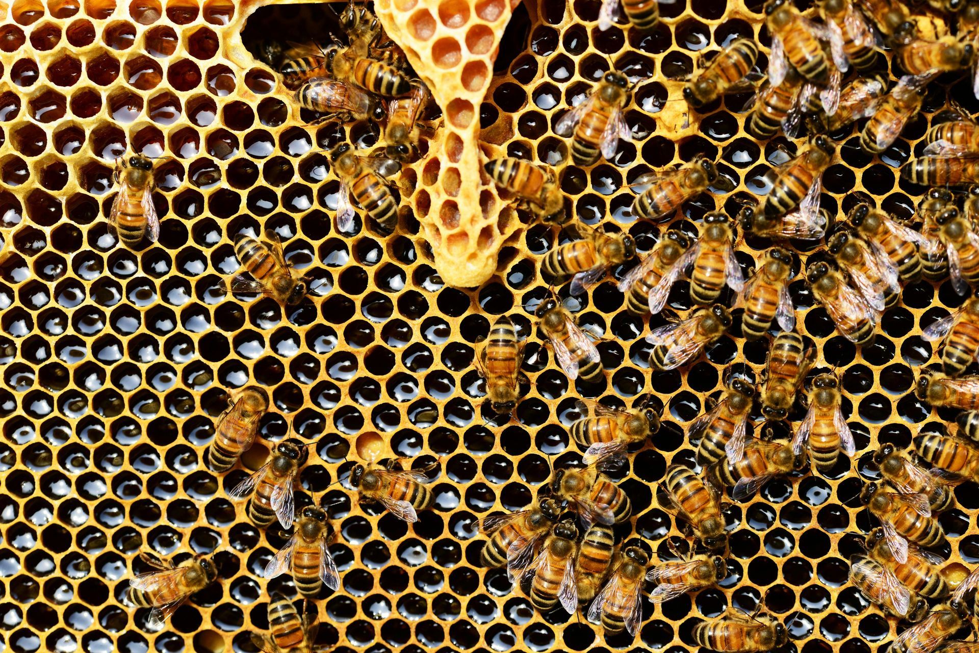 Bees on a honeycomb, some crawling, others inside cells, with yellow and brown hues.