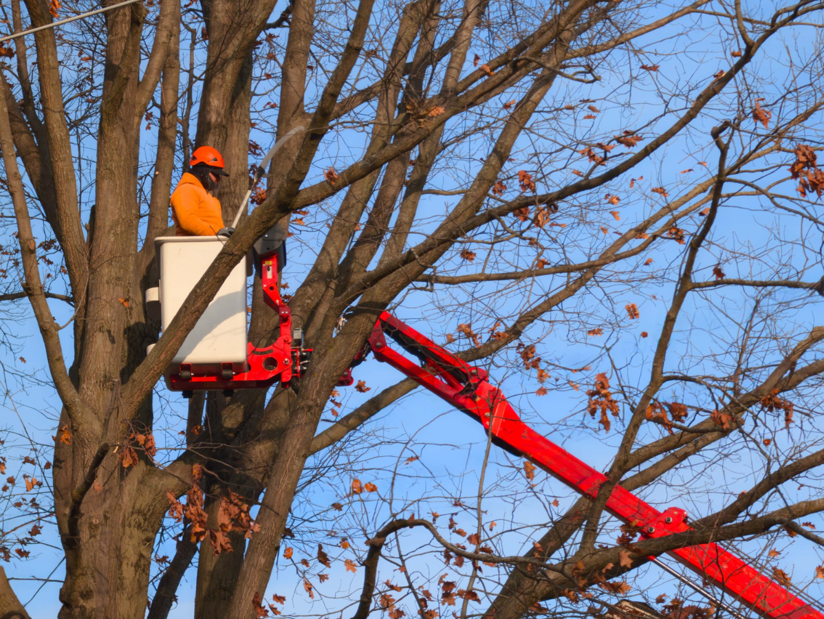 Worker in an orange hard hat in a red cherry picker trimming tree branches