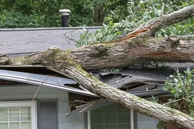 Tree branch fallen onto the roof of a house, causing damage.