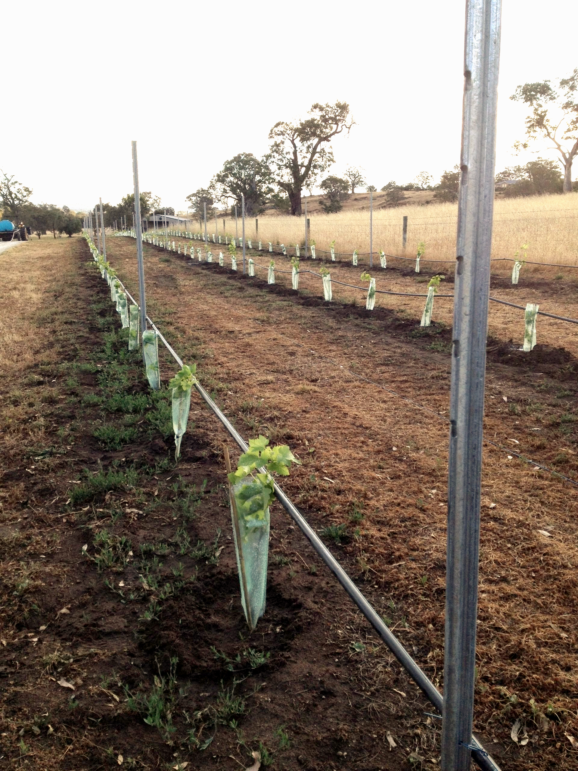 Boutique Winemaking