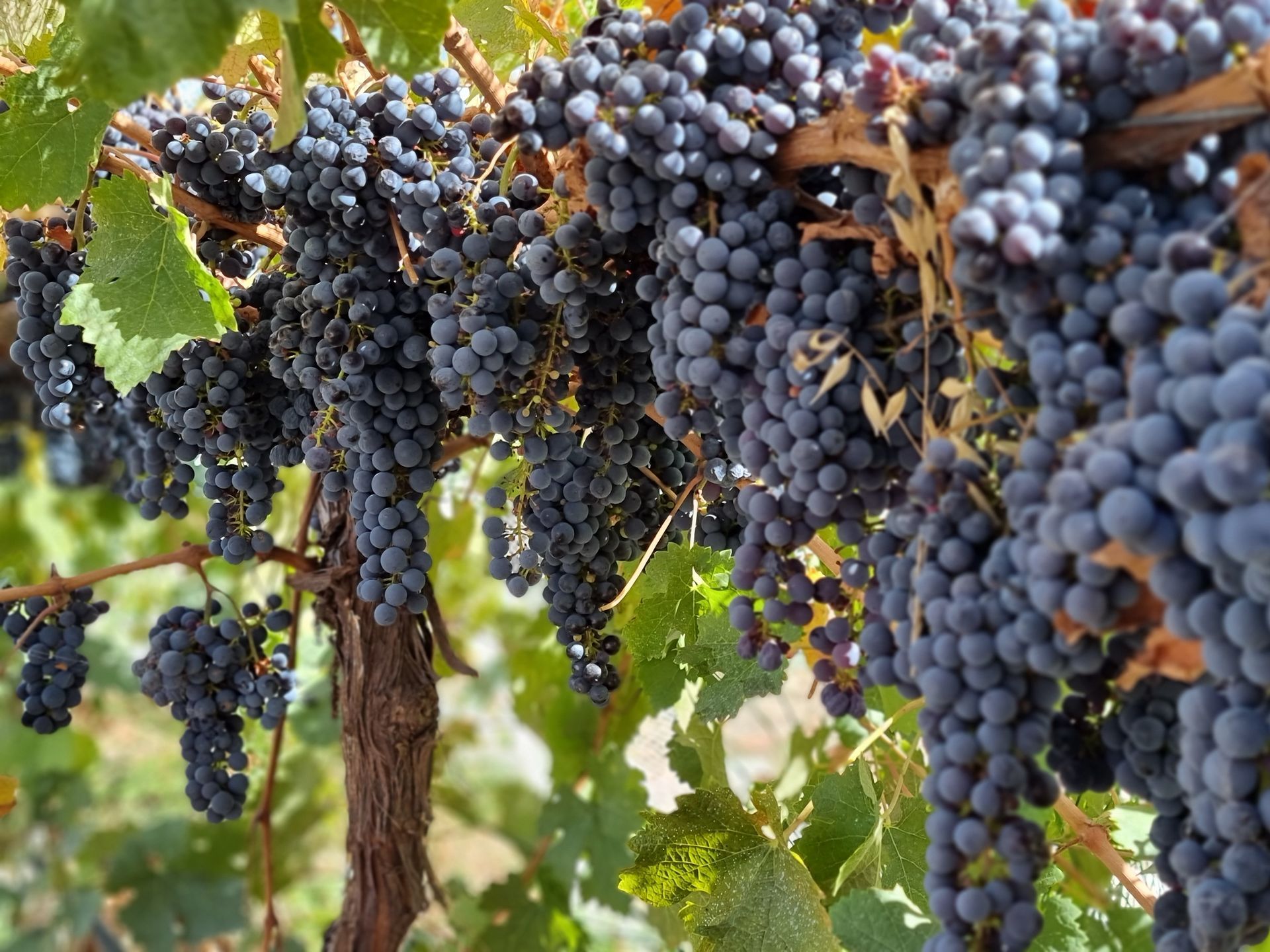Cabernet Sauvignon Grapes
