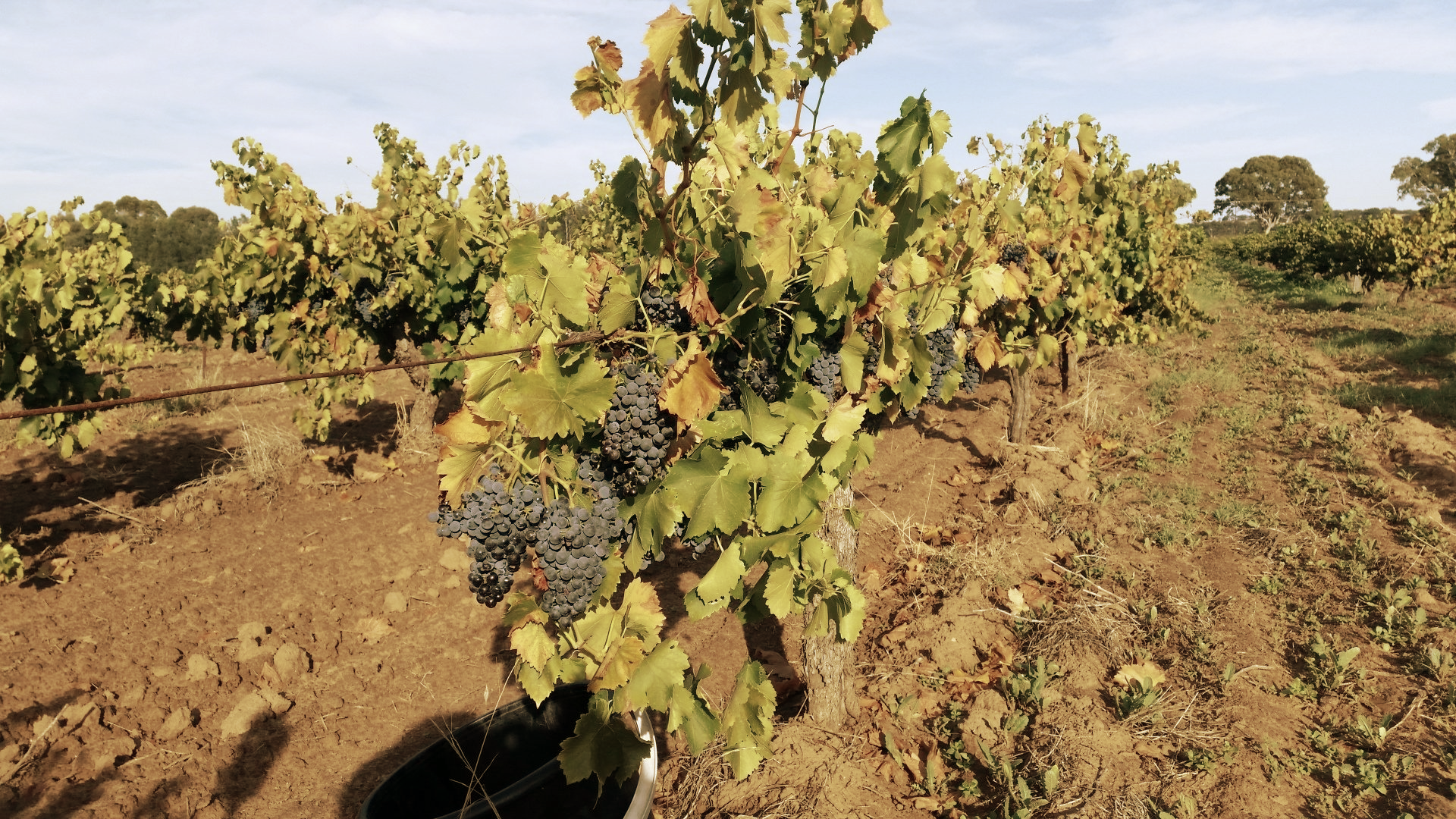 Boutique Barossa Valley Fortified Wine
