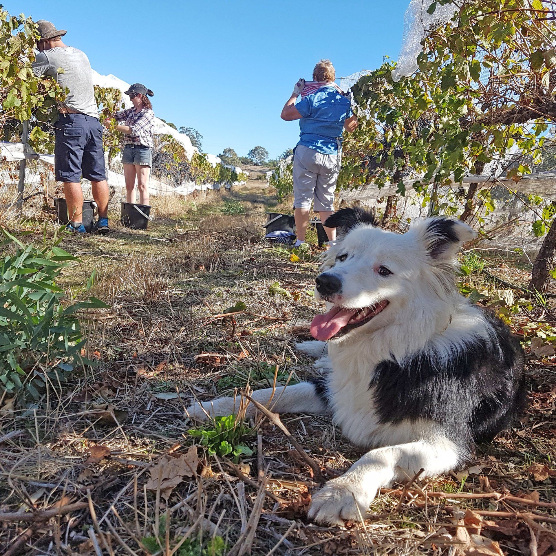 Wine dog