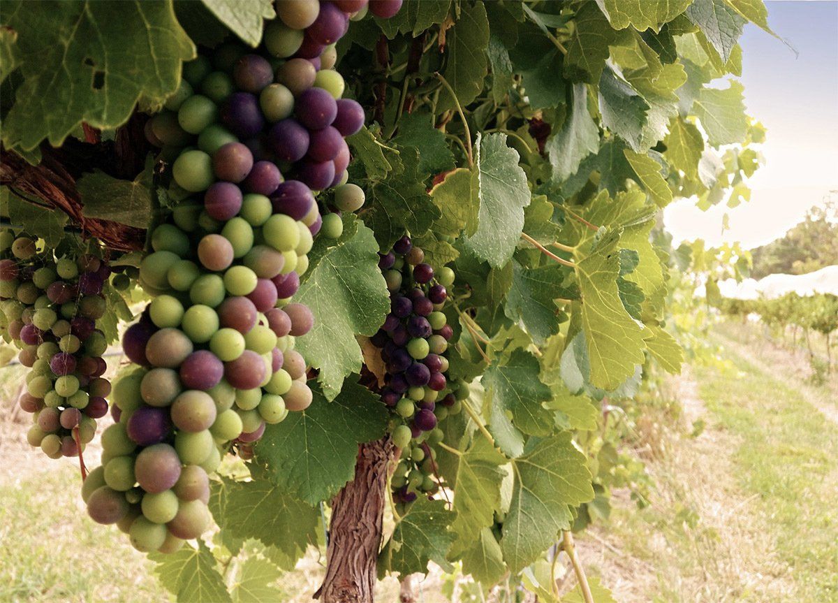 Estate Shiraz 