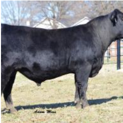 Black cow standing in a grassy pasture near a fence, side view