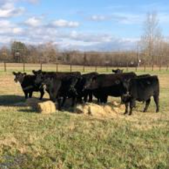 Black cattle grazing on hay in a grassy pasture under a blue sky
