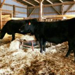 Two black cows standing in a straw-covered barn interior