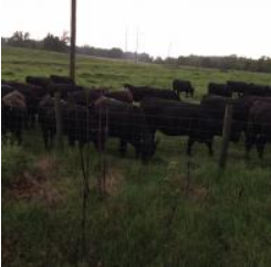 Several black cattle grazing in a fenced grassy pasture under an overcast sky