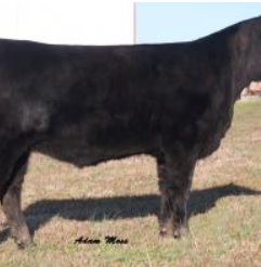Black cow standing in a grassy field, side view.