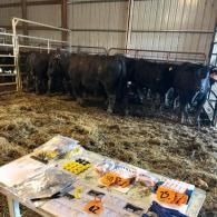 Black cows in a barn behind a low barrier, with a tag label table on the straw-covered floor in the foreground.