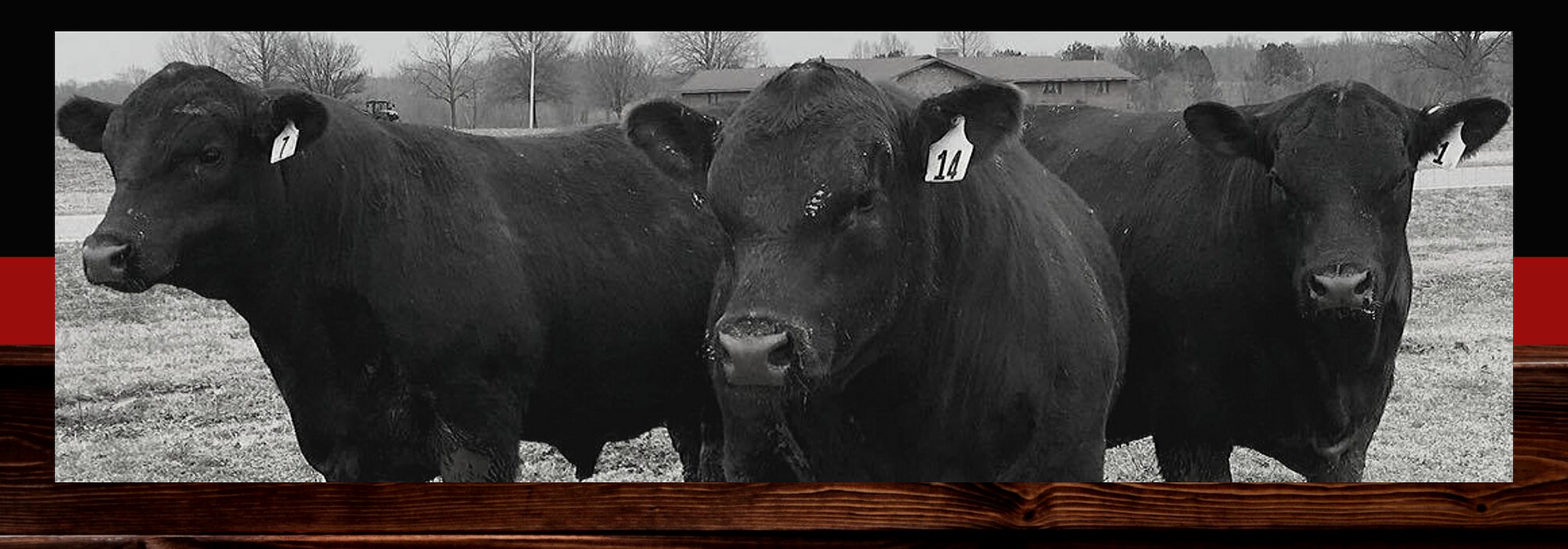 Three black cows standing in a snowy field behind a red fence