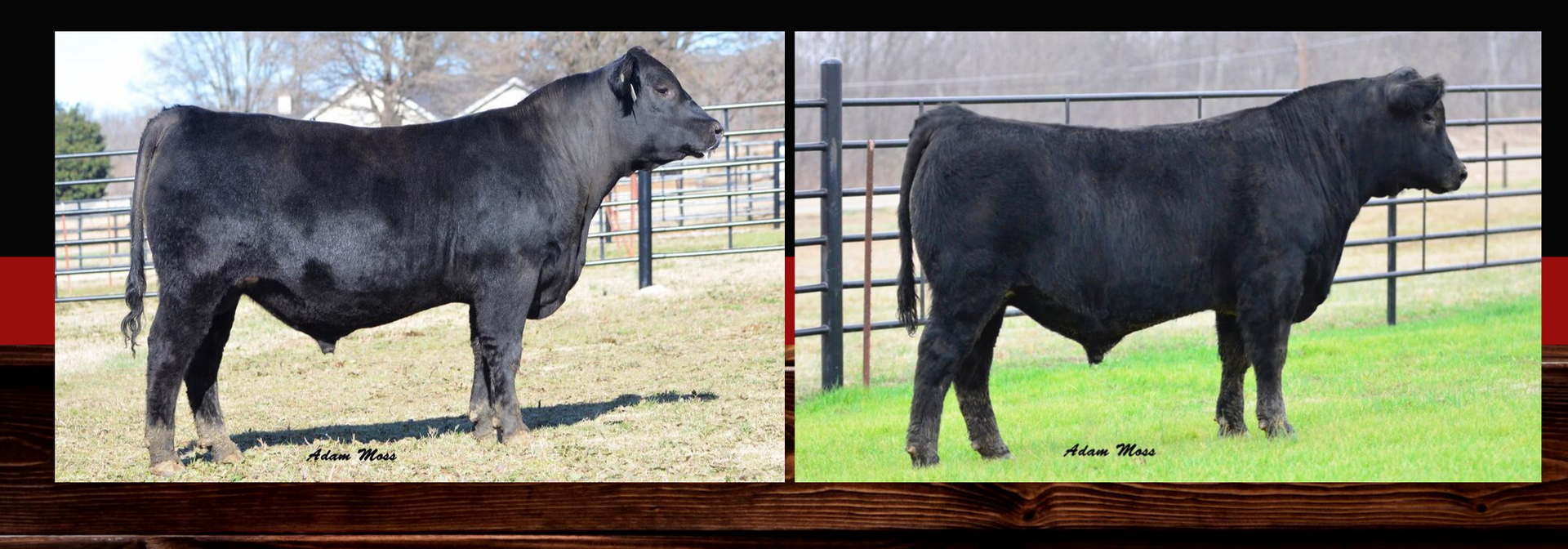 Side-by-side photos of a black cow standing in a fenced pasture.