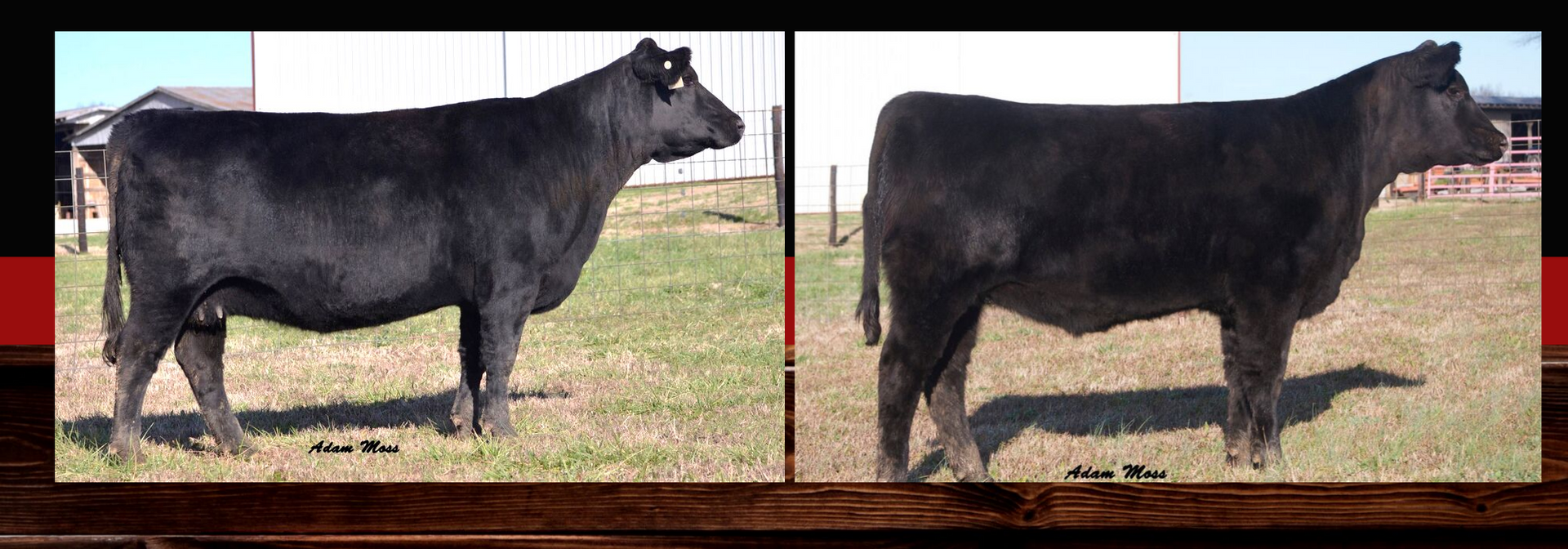 Side-by-side photos of a black cow standing in a grassy field