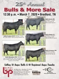 Flyer for 25th Annual Bulls & More Sale, March 7, 2020, Bradford, TN, with cattle photos and sale details