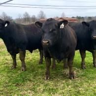 Three black cows standing in a grassy field under an overcast sky