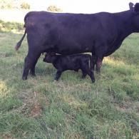 Black cow nursing a calf in a grassy field