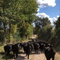 Herd of black cows walking down a dirt road under trees on a sunny day