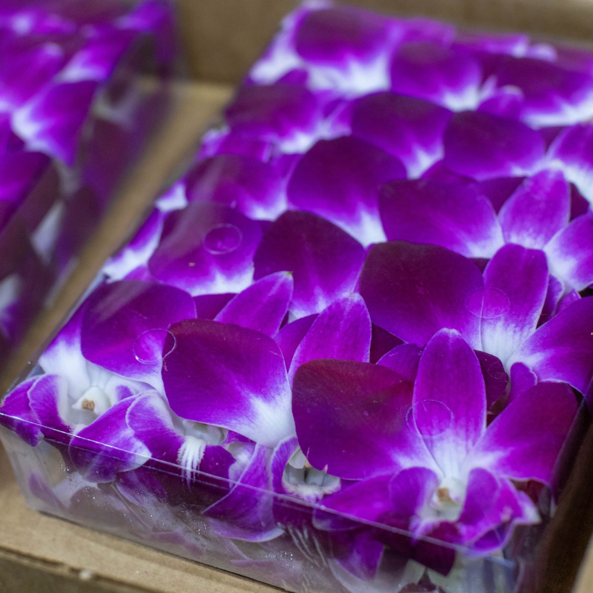 Purple orchids packed in clear plastic.
