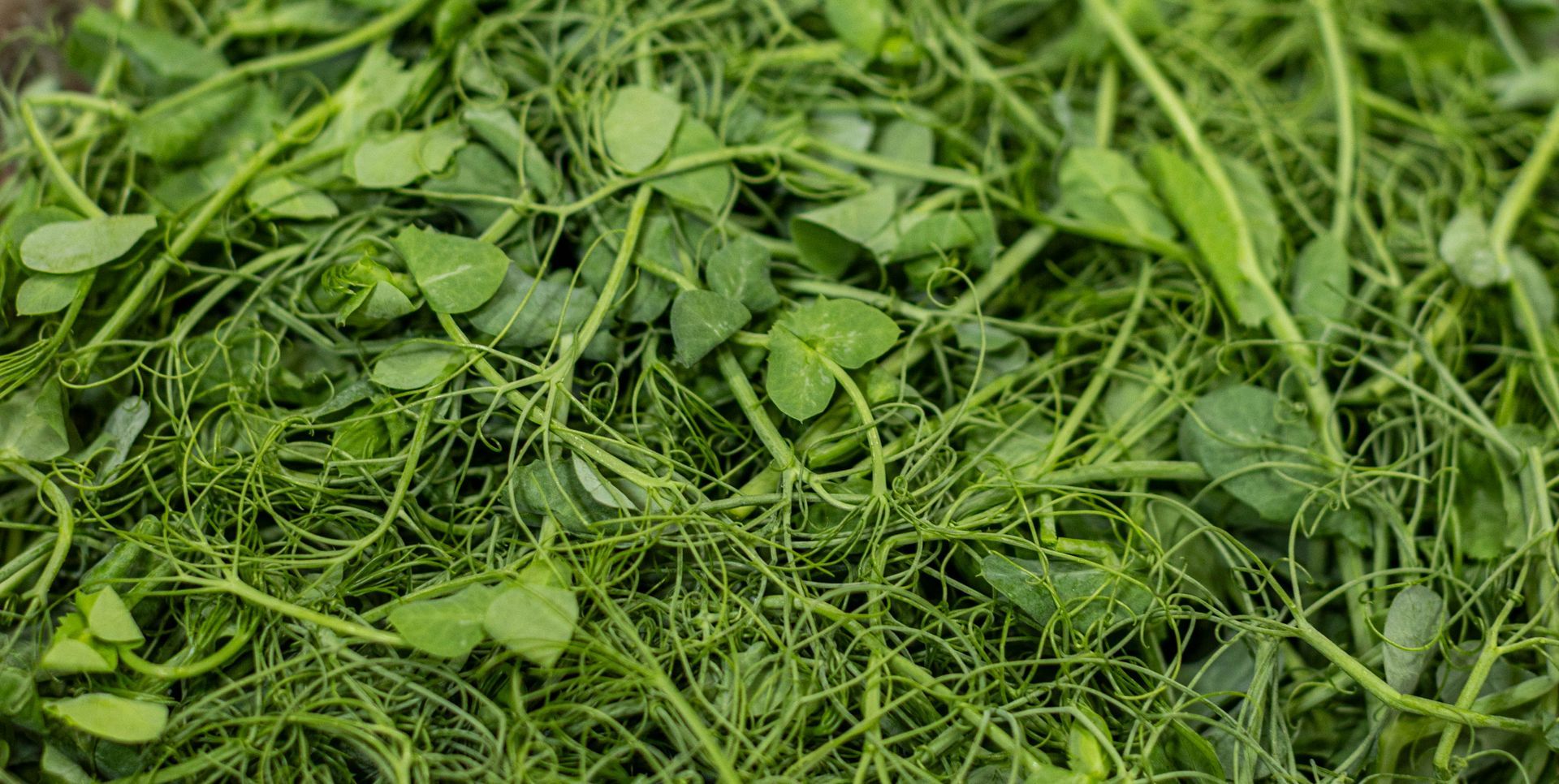 Close-up of fresh green pea shoots, a mix of small leaves and thin stems.