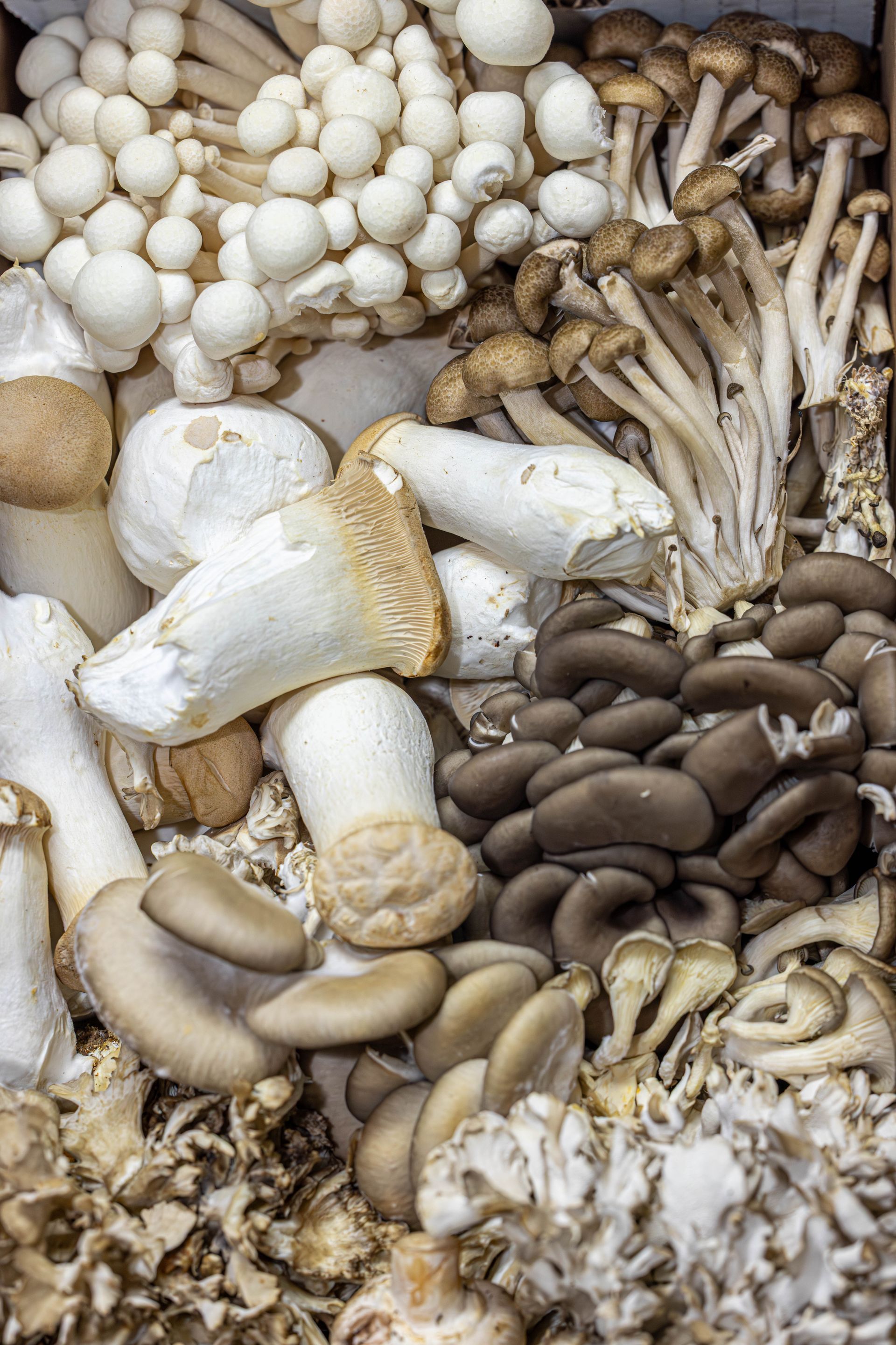 Assortment of fresh mushrooms, including white, brown, and oyster varieties, arranged in a box.